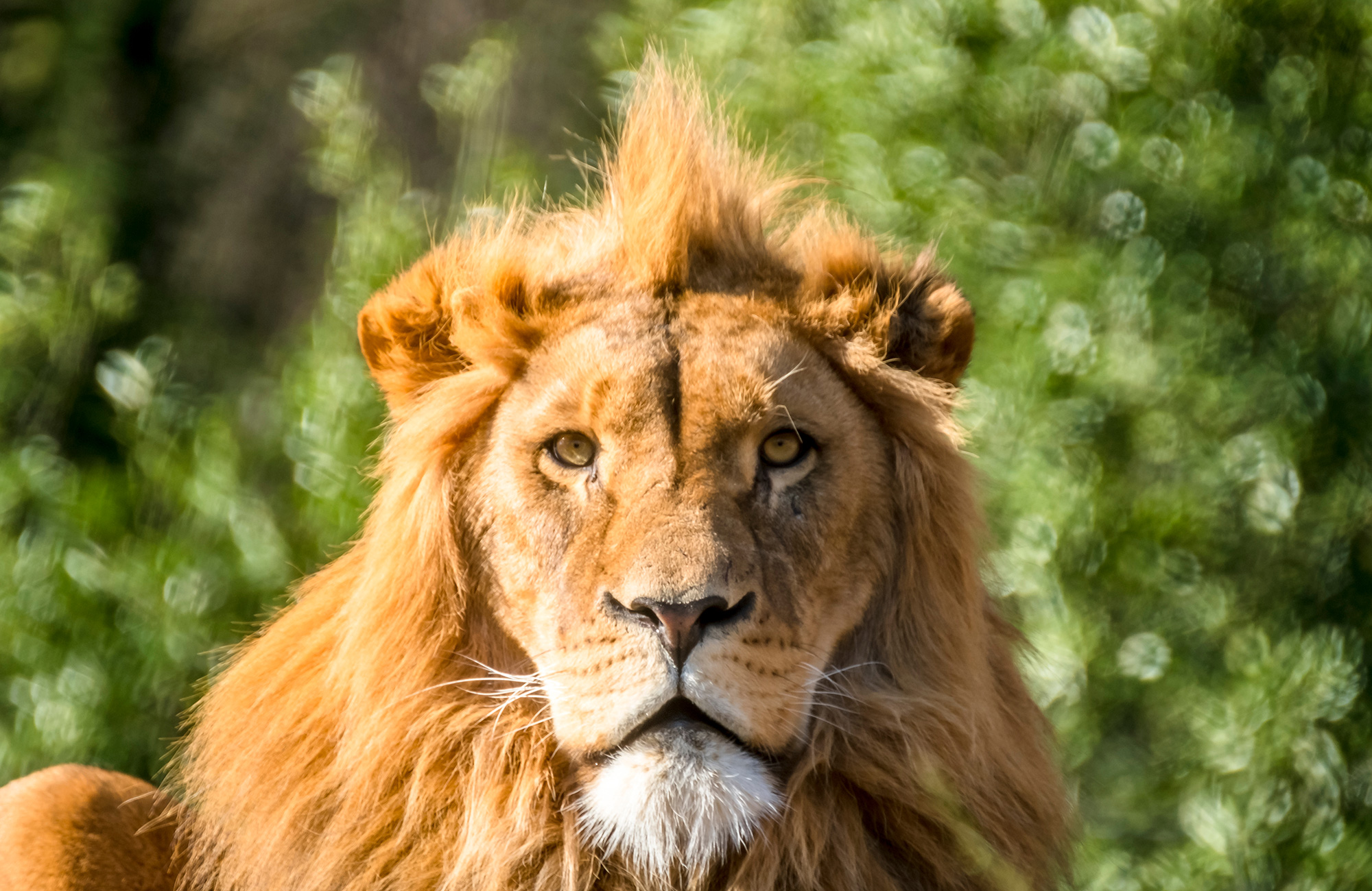 safari-i-krugerparken-upplev-sydafrikas-natur-kilroy